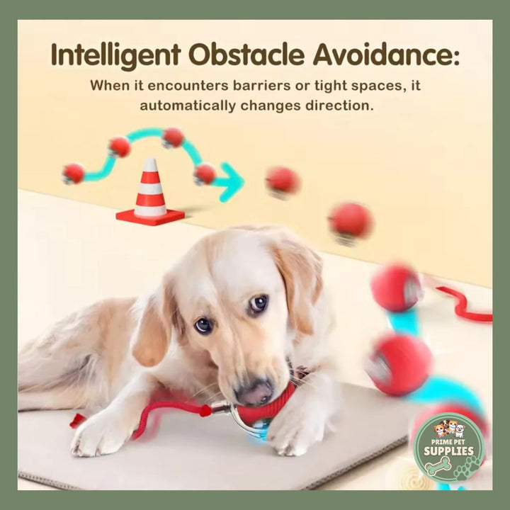 How to Keep Your Dog Active Indoors: 10 Easy Ways to Burn Energy and Prevent Boredom