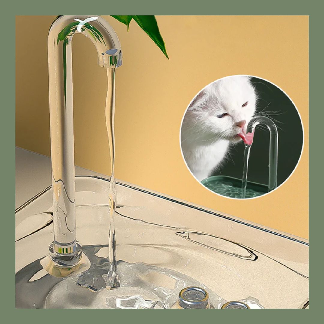 Why Your Pet Isn't Drinking Enough Water And How to Fix It