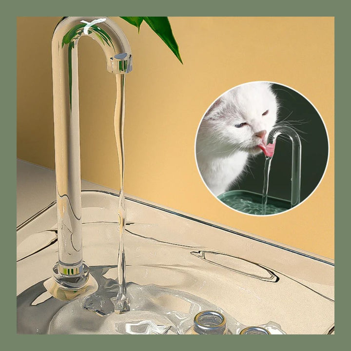 Why Your Pet Isn't Drinking Enough Water And How to Fix It